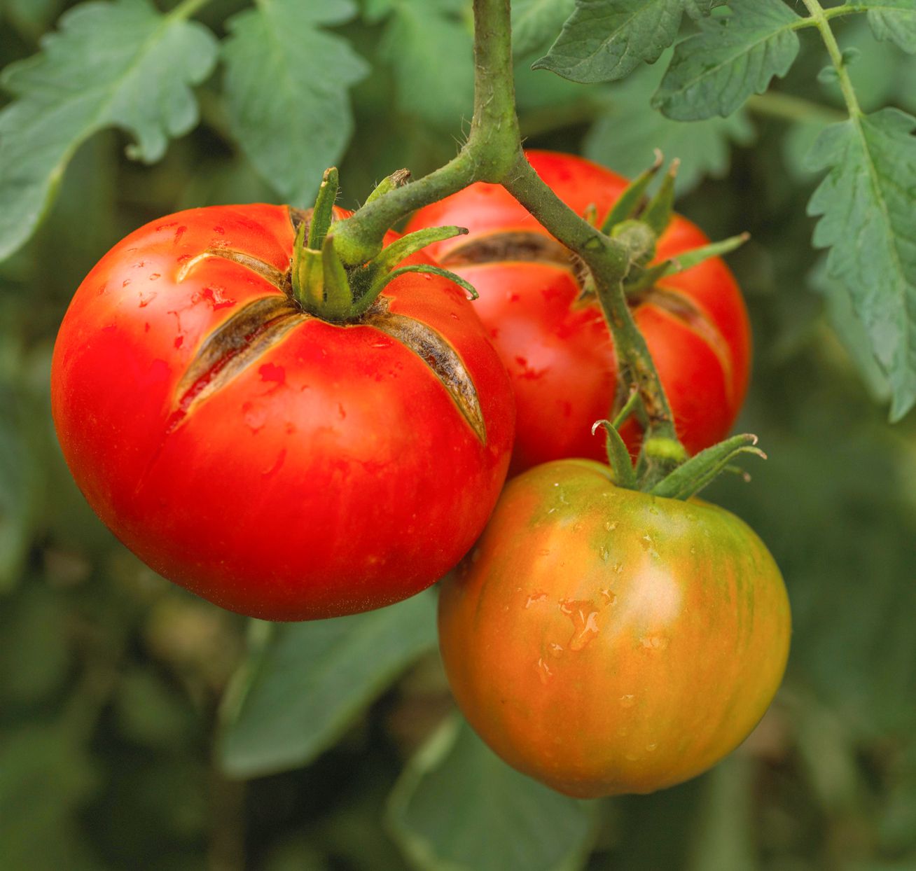 Pourquoi mes tomates se fendent ? Causes et solutions