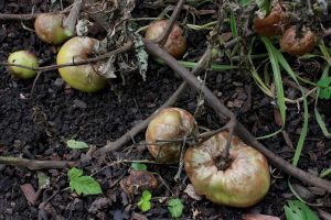 Problèmes estivaux au potager