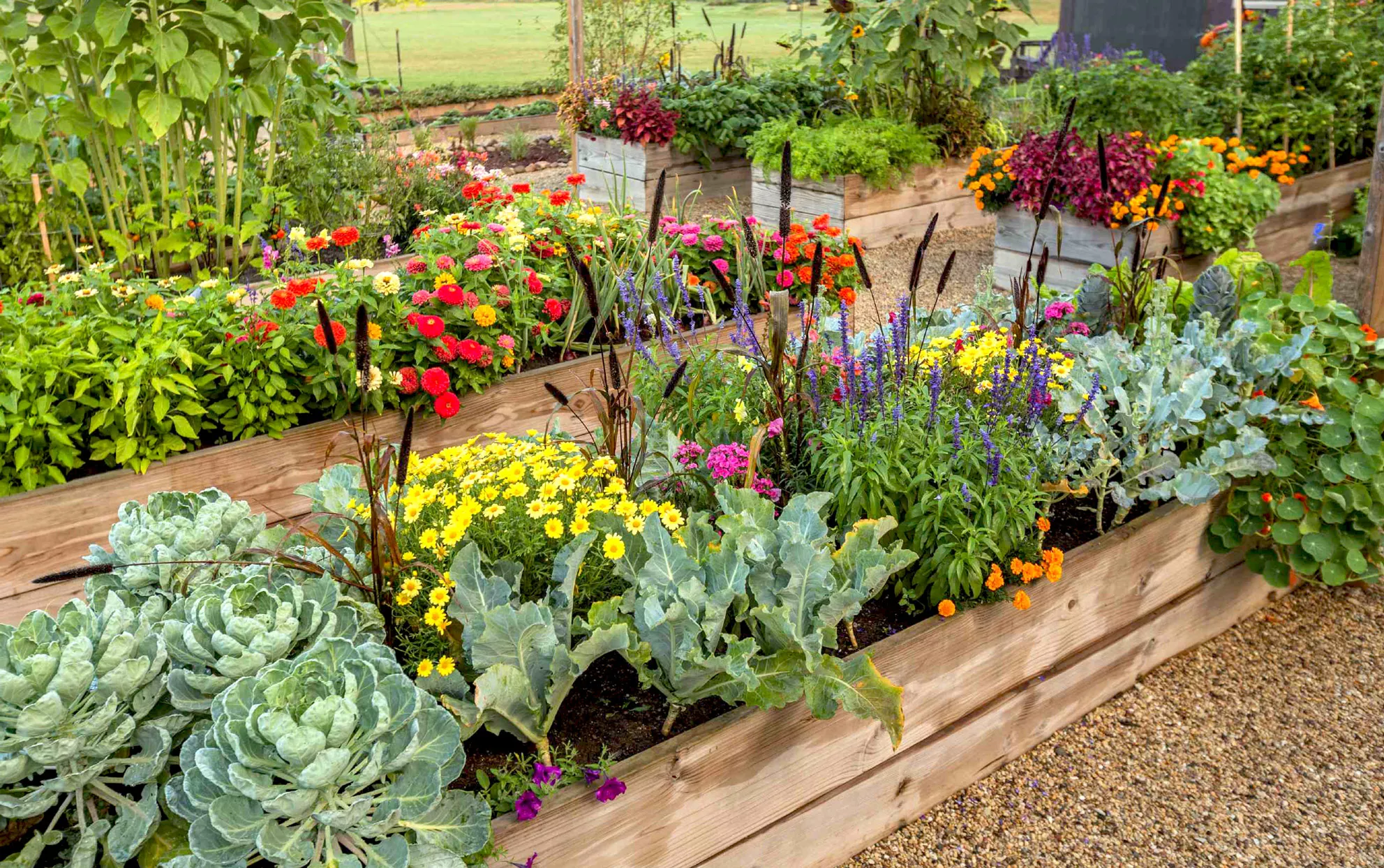 Carré de jardin surélevé en bois avec des légumes et des fleurs