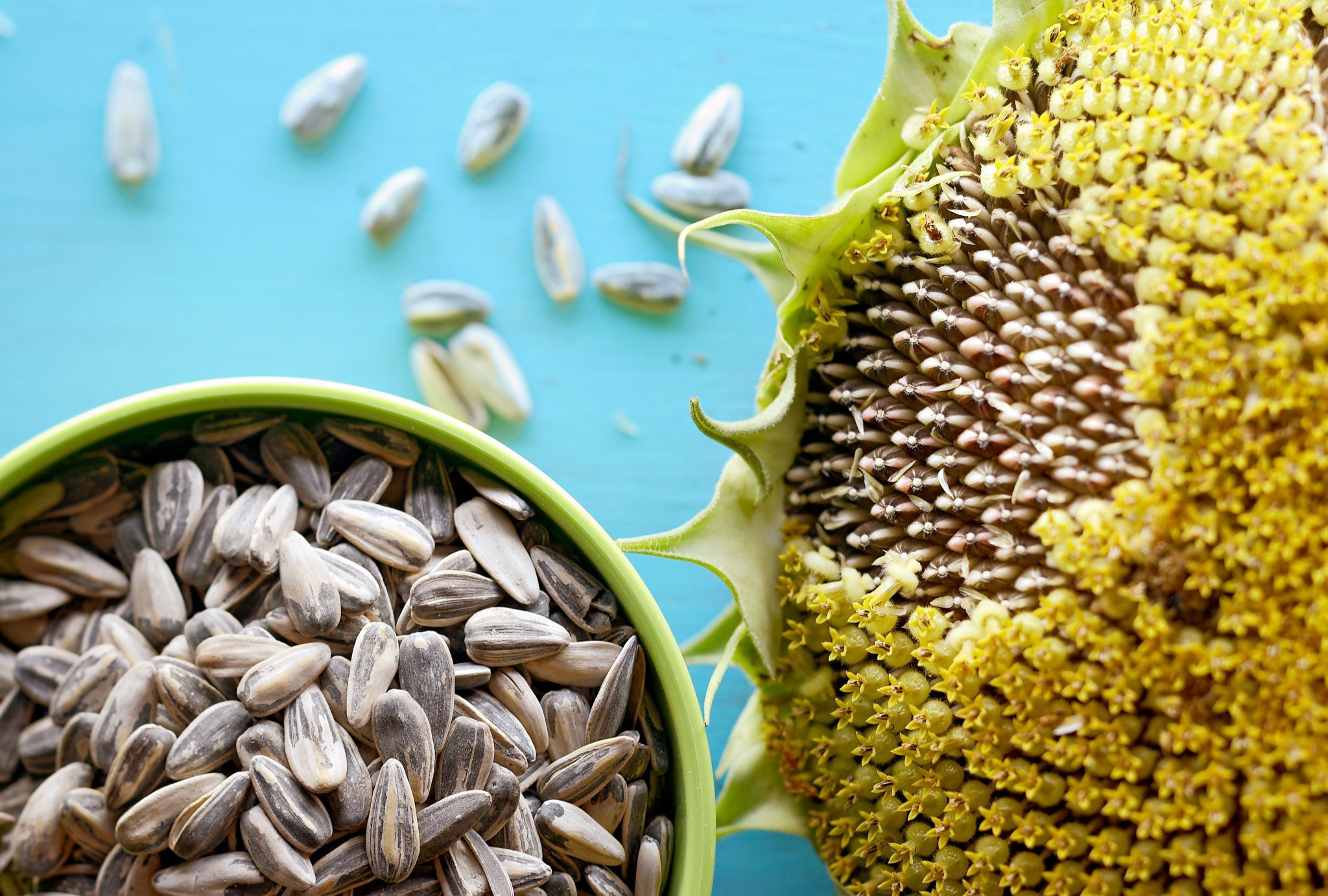 Récolte et préparation de graines de tournesol comestibles GreenInside.fr
