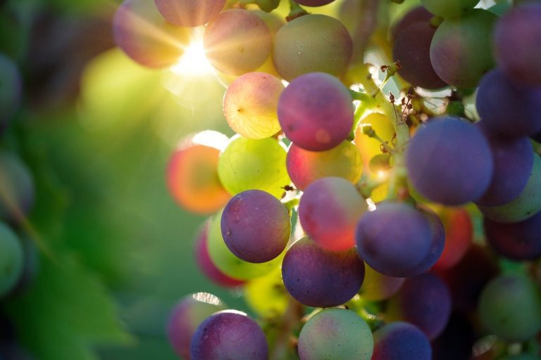 Redécouvrez les vignes réputées pour de bons raisins de table