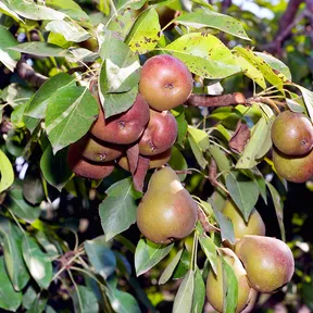 Poires Seckel poussant dans un arbre