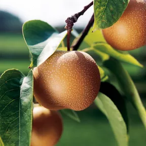 Poire asiatique Shinko poussant sur un arbre