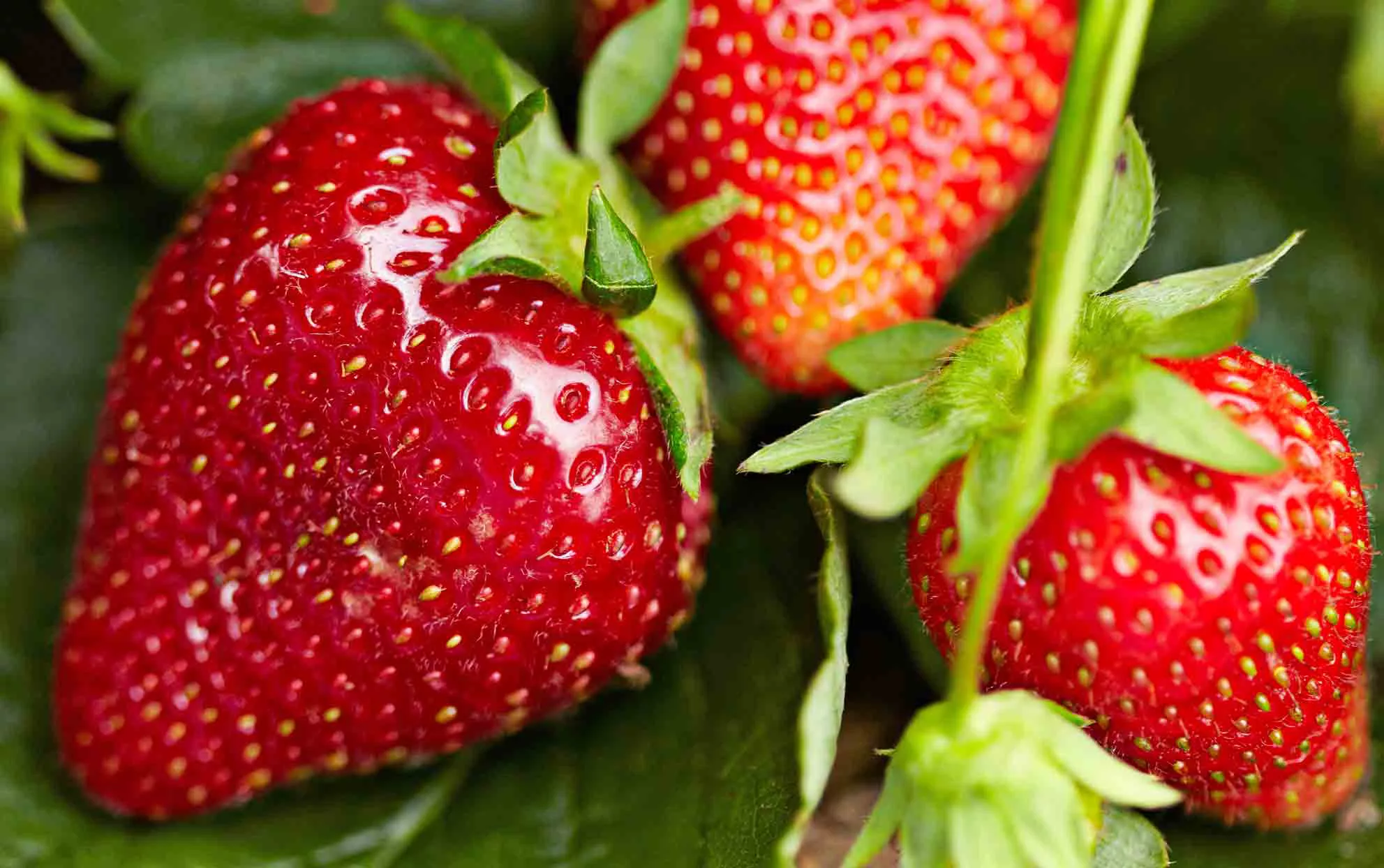 gros plan de fraises sur la vigne