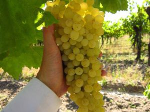 Vignes sans pépins : les meilleures variétés à planter au jardin