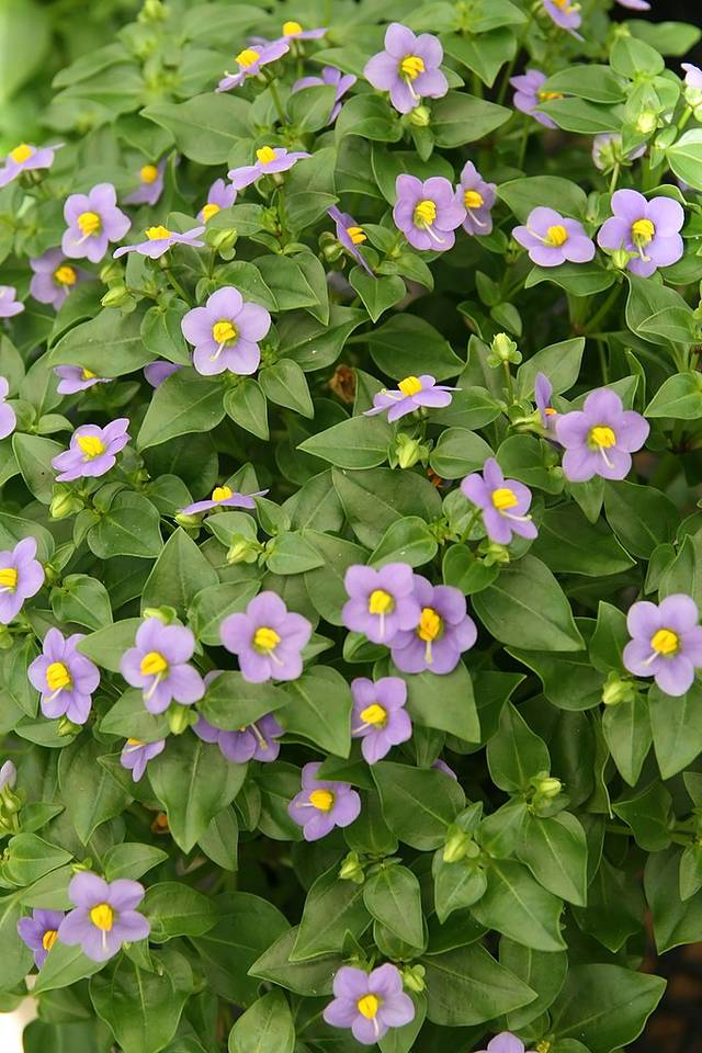 Violette de Perse, une plante parfaite pour l'intérieur et l'extérieur