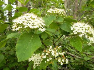 Viorne lantane : conseils pour la cultiver au jardin