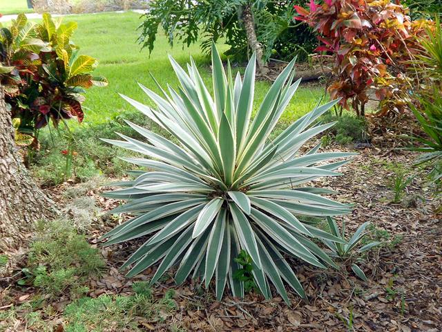 Yucca en pot pour une décoration méditerranéenne