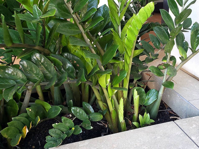 Zamioculcas : une plante verte d'intérieur facile à entretenir