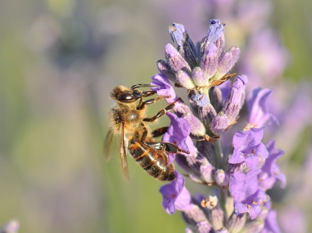 Abeille butinant une lavande