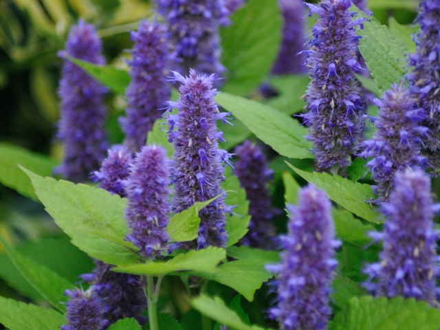 Agastache