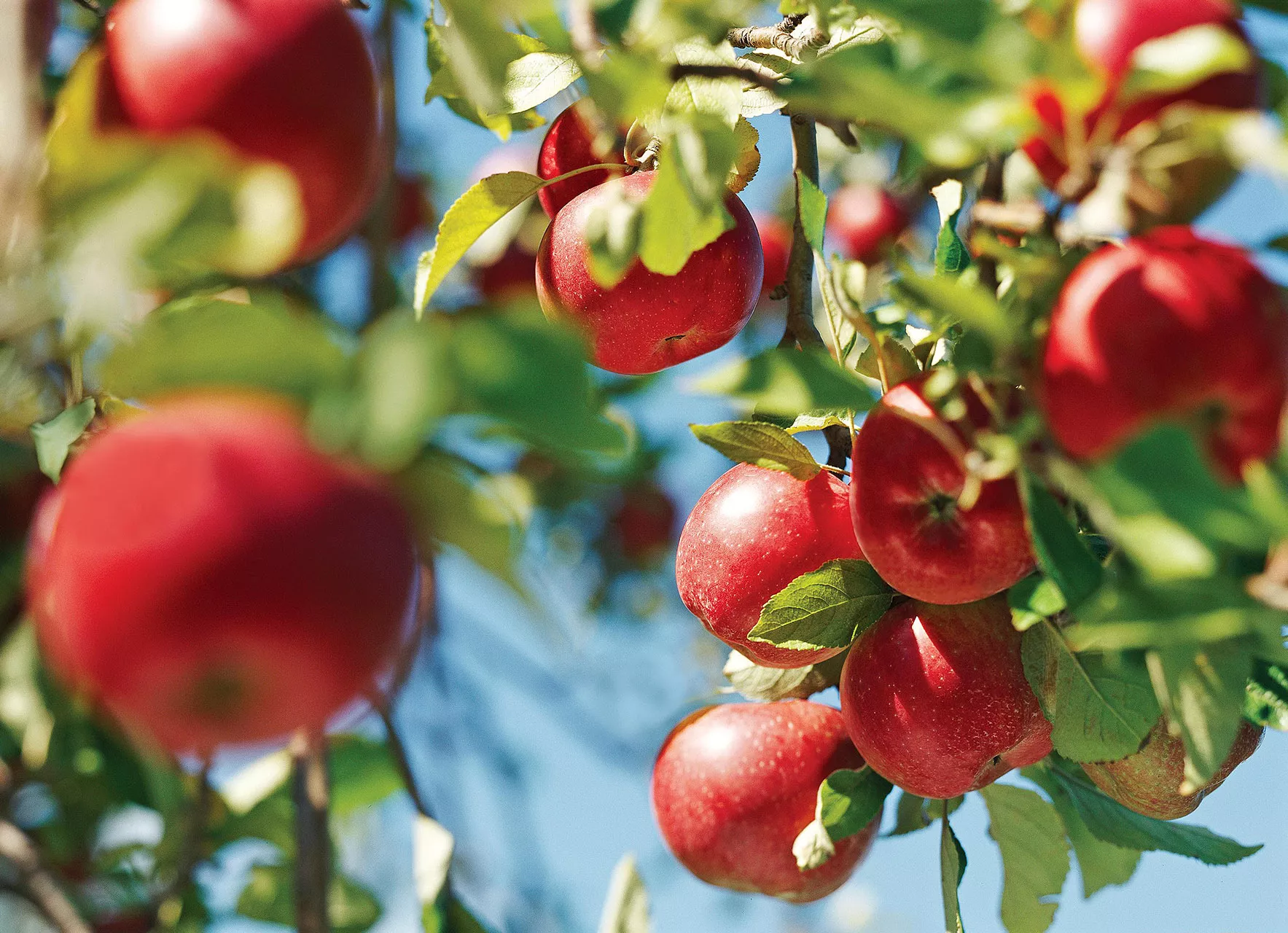 pommes suspendues aux branches