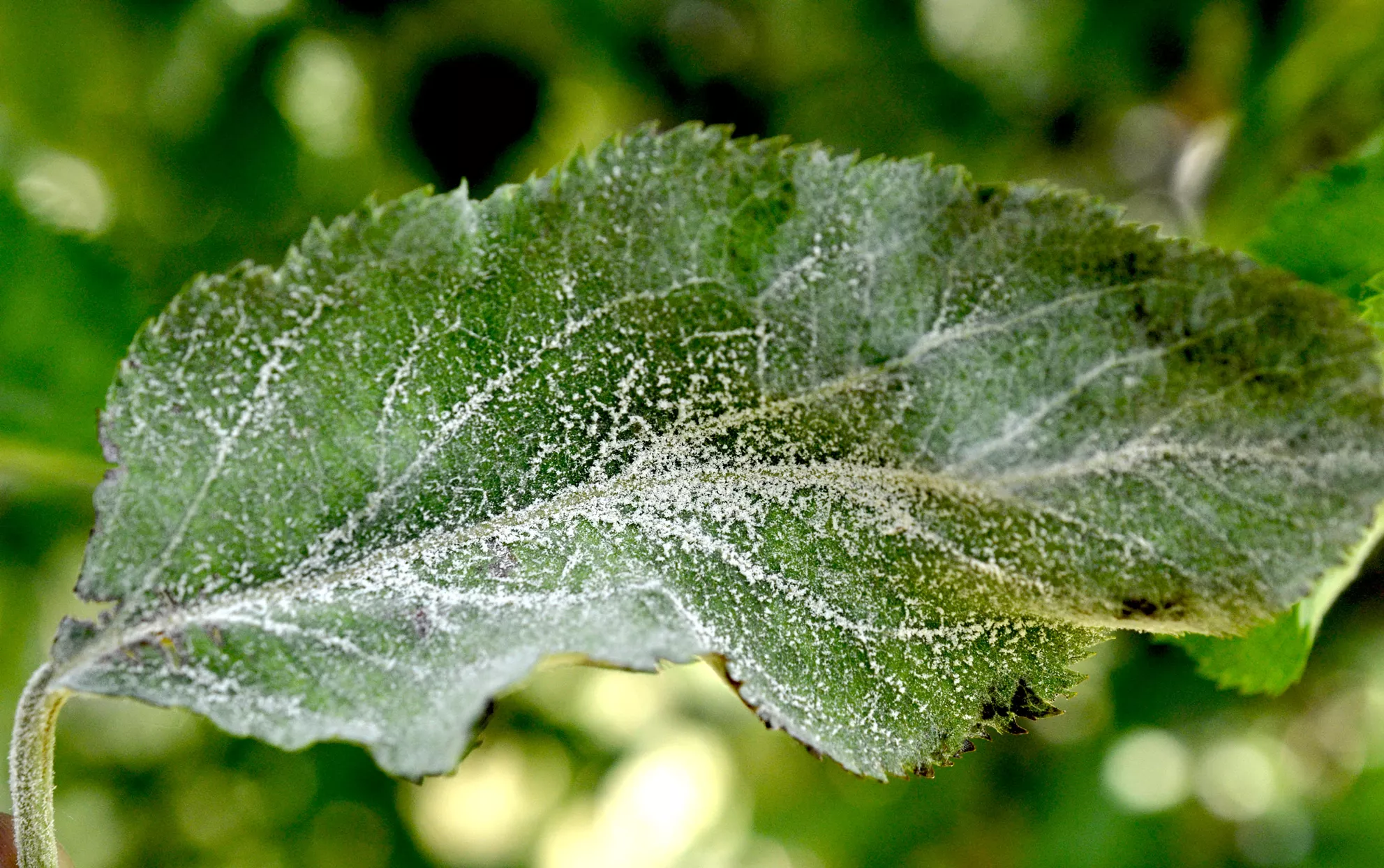 Feuille de pommier avec oïdium