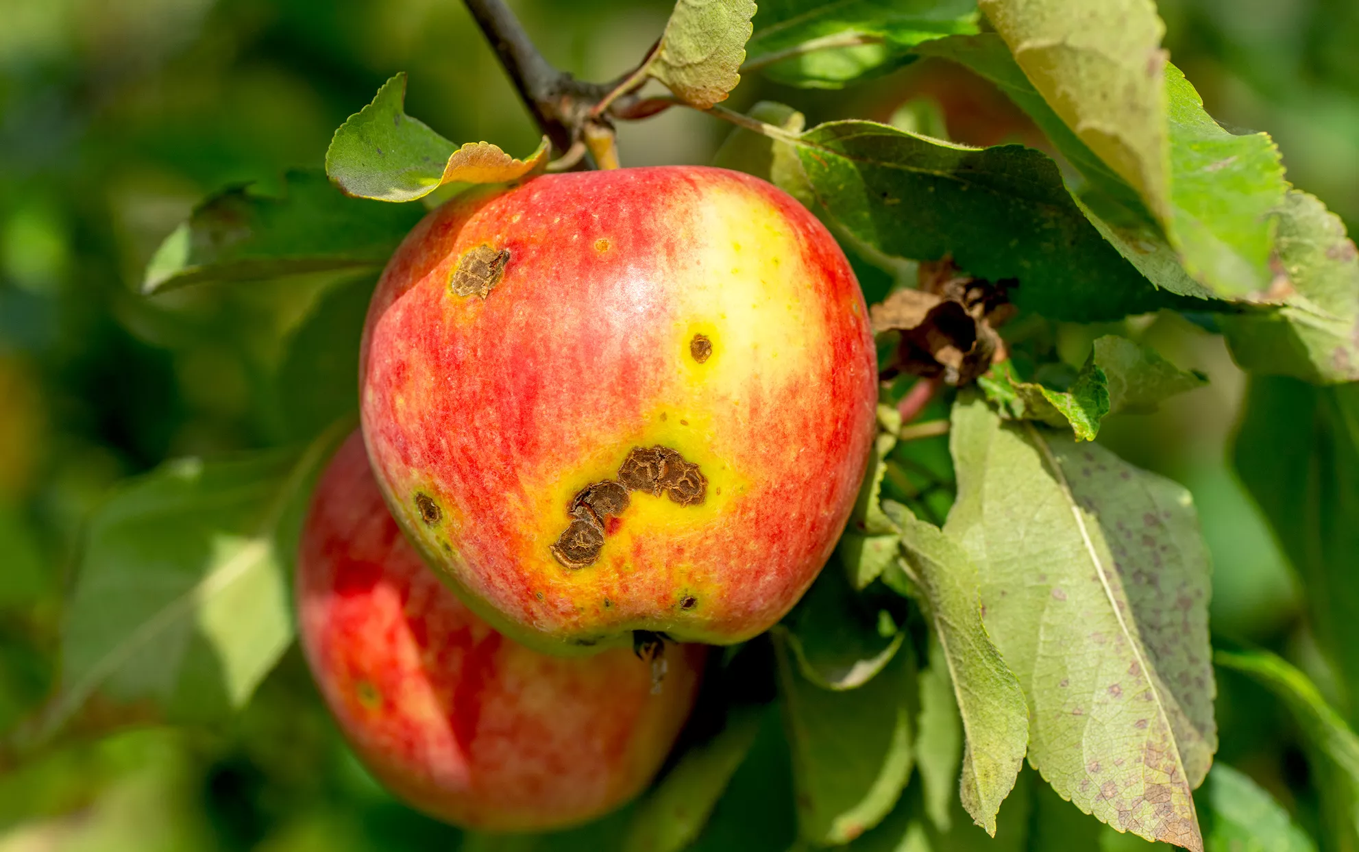 Pommes sur un arbre atteint de tavelure de la pomme