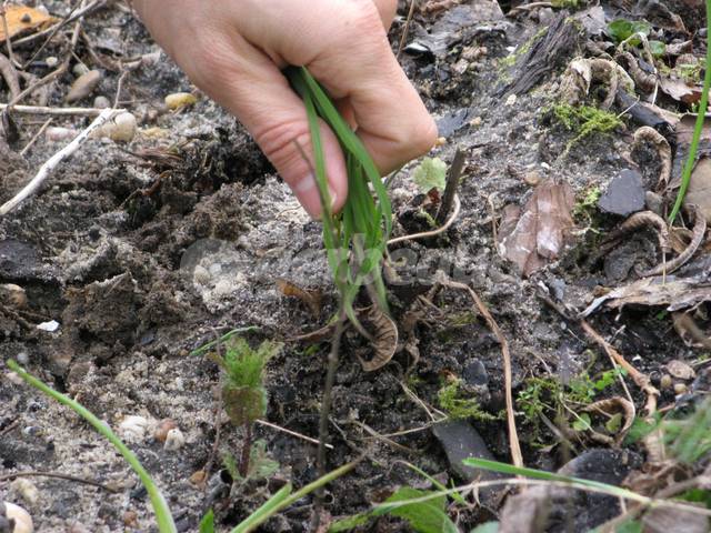 Arrachage des mauvaises herbes; préparation du sol avant plantation