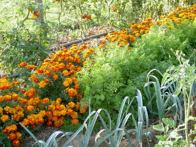 Cultures associées : oeillets d'Inde et tomates