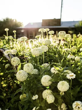 Zinnia blanche d'Oklahoma aux jardins de Magnolia