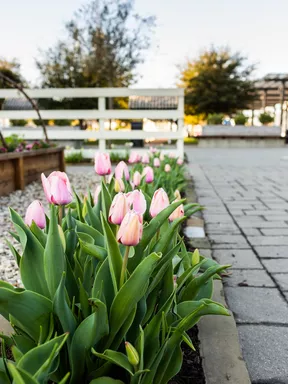 Tulipes roses dans des jardinières au jardin de Magnolia