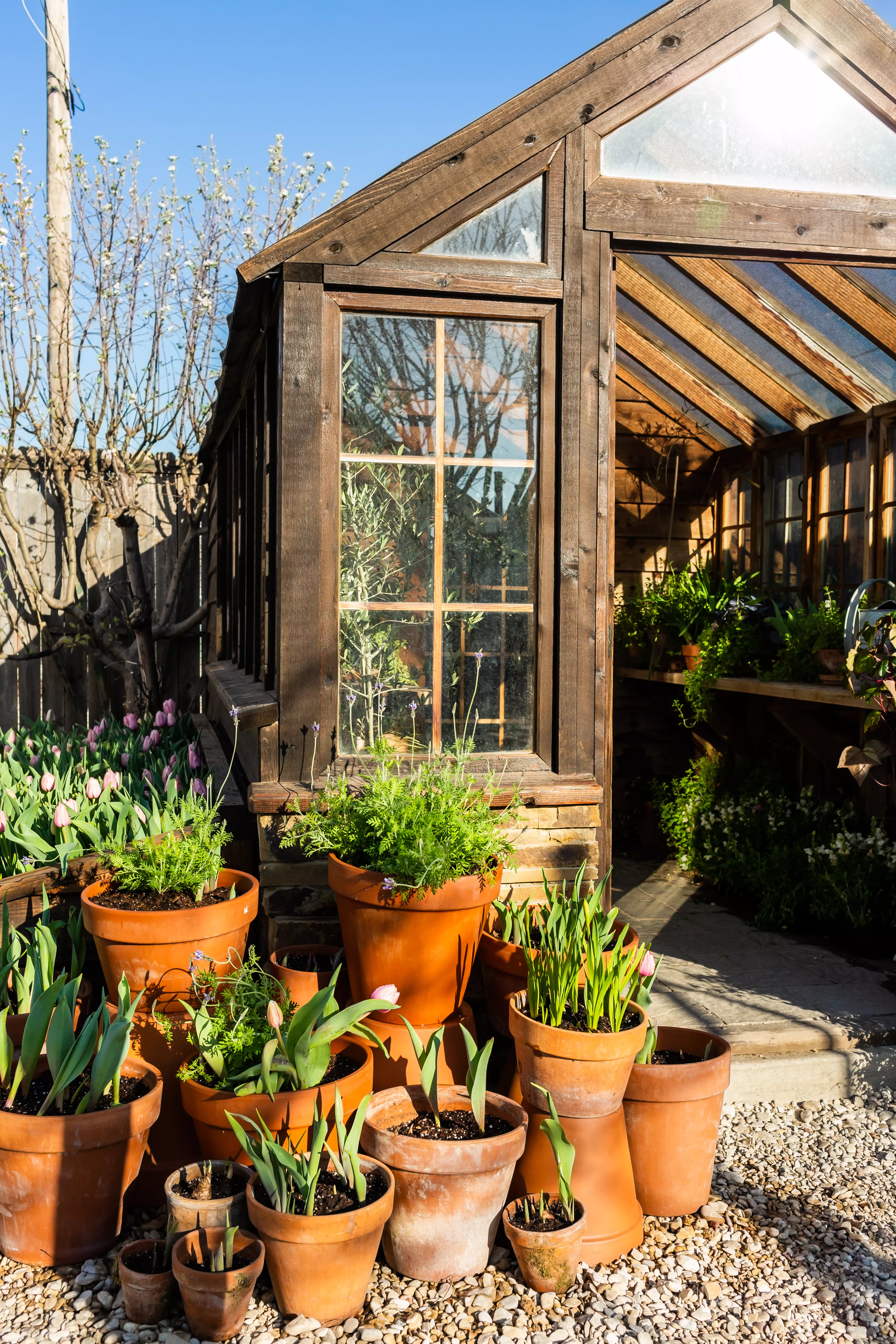 Serre avec des plantes en pots aux jardins de Magnolia