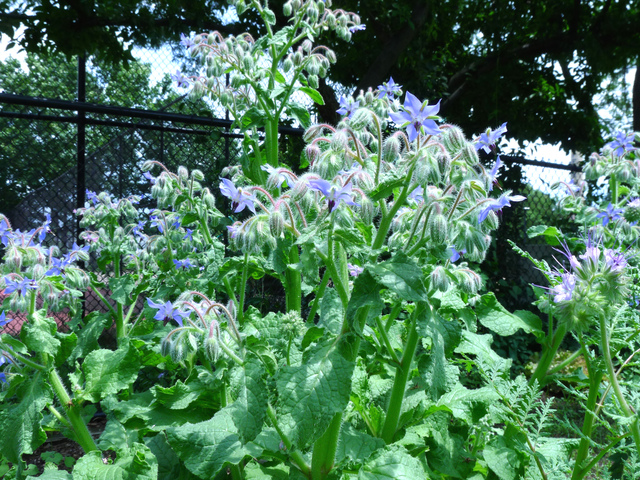 Bourrache (Borago officinalis)