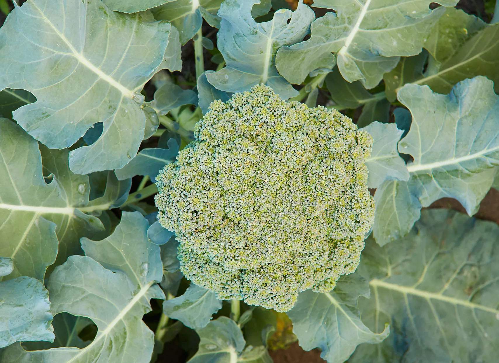 Plant de brocoli dans un potager