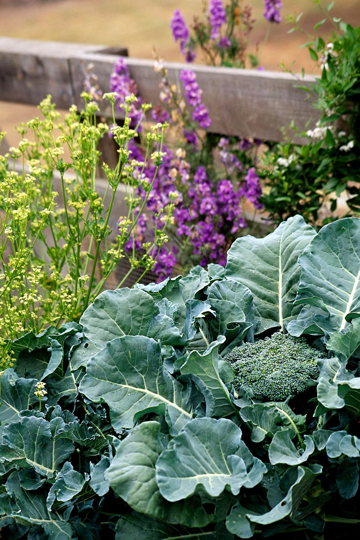 Brocoli et fleurs violettes dans un jardin