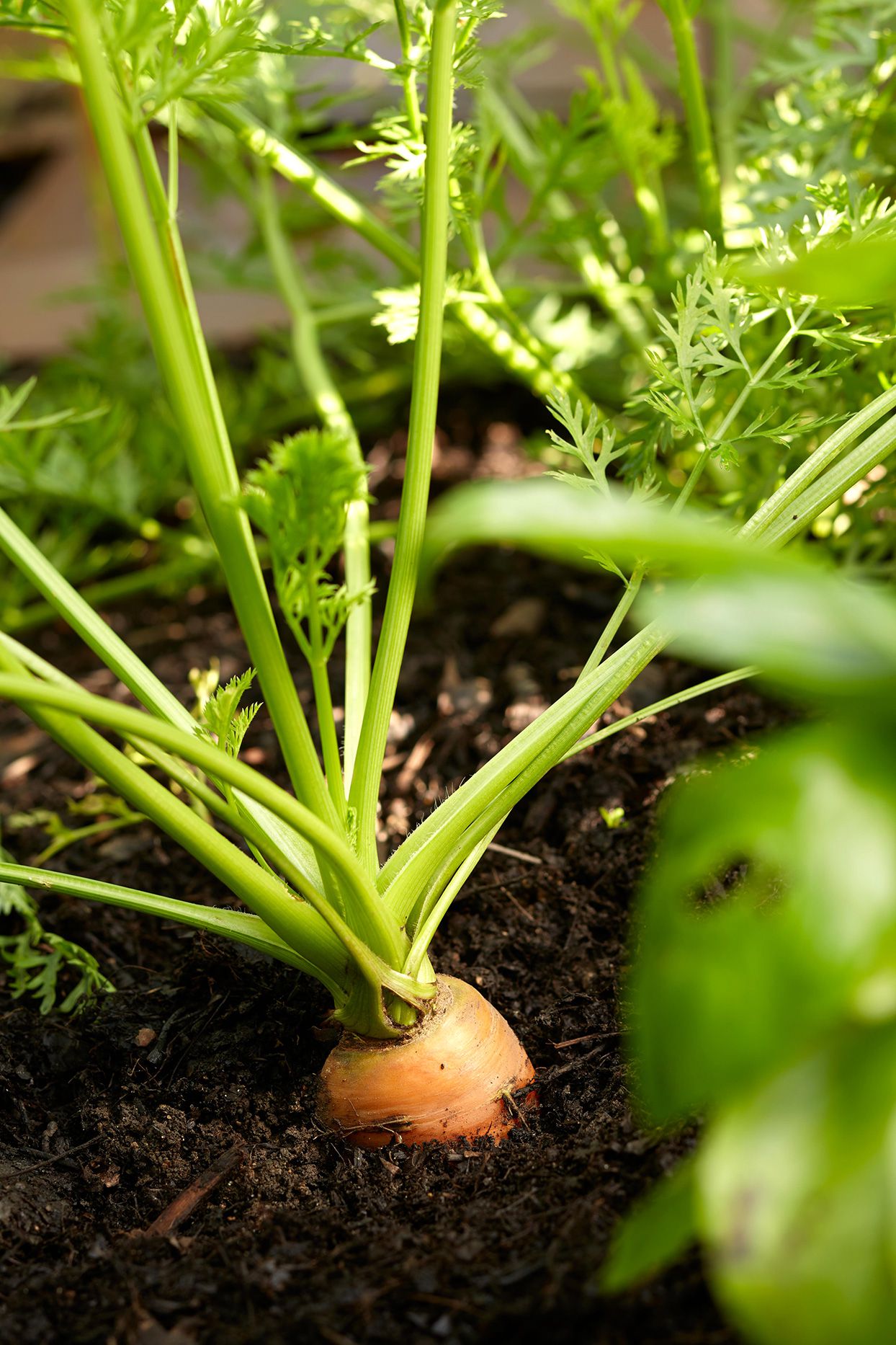 plant de carotte dans un sol riche
