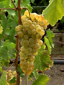 Chasselas