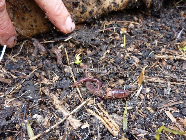 Compost et ver de terre au pied d'un fruitier