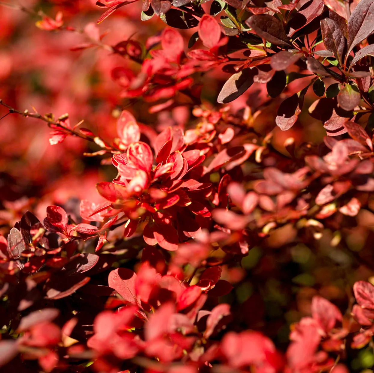 Berbéris 'Crimson Pygmy'