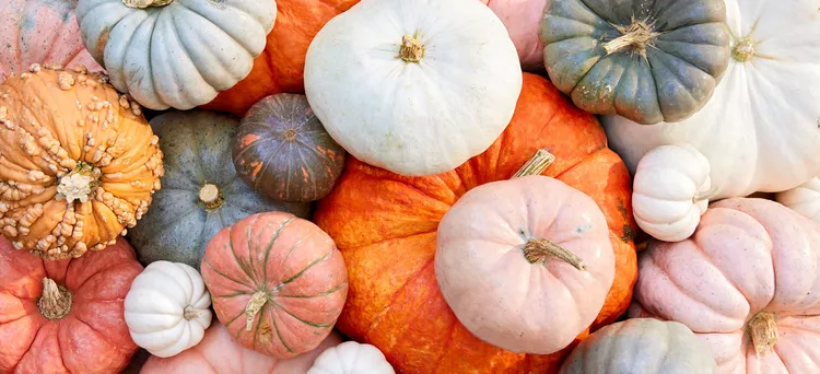 Vue détaillée de citrouilles et de courges vues d'en haut