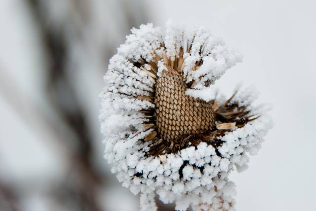 Givre sur fleur sèche d'échinacée