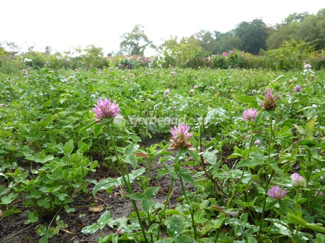 Trèfle semé comme engrais vert au potager