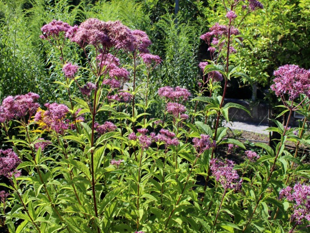 Eupatoire - Eupatorium purpureum