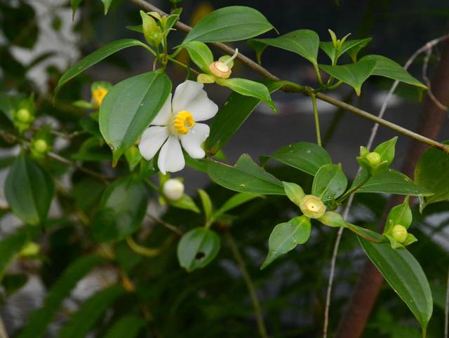 Exacum affine, violette de Perse