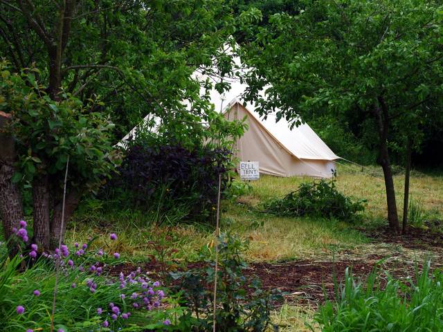 Arbres fruitiers en permaculture