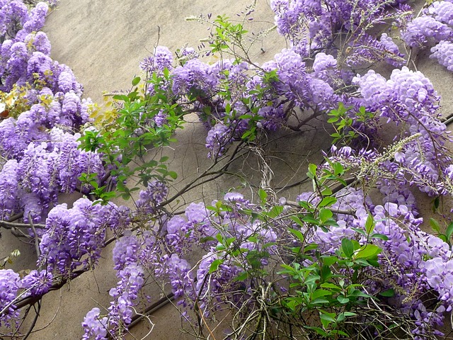 Glycine grimpant le long d'une façade