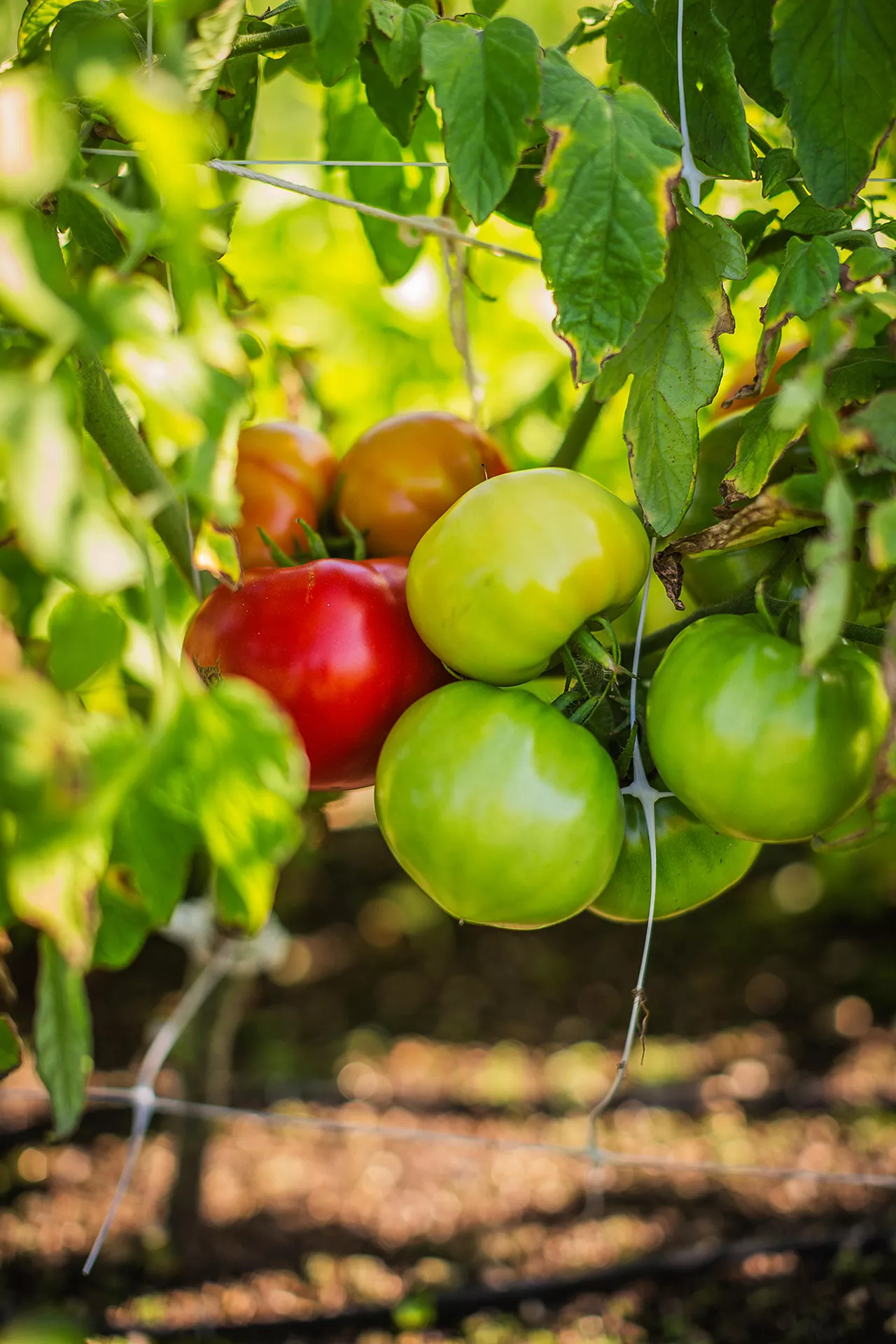 grappes de tomates vertes et rouges