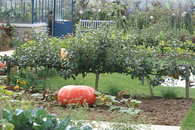 Pommiers taillés en bordure : cordon horizontal