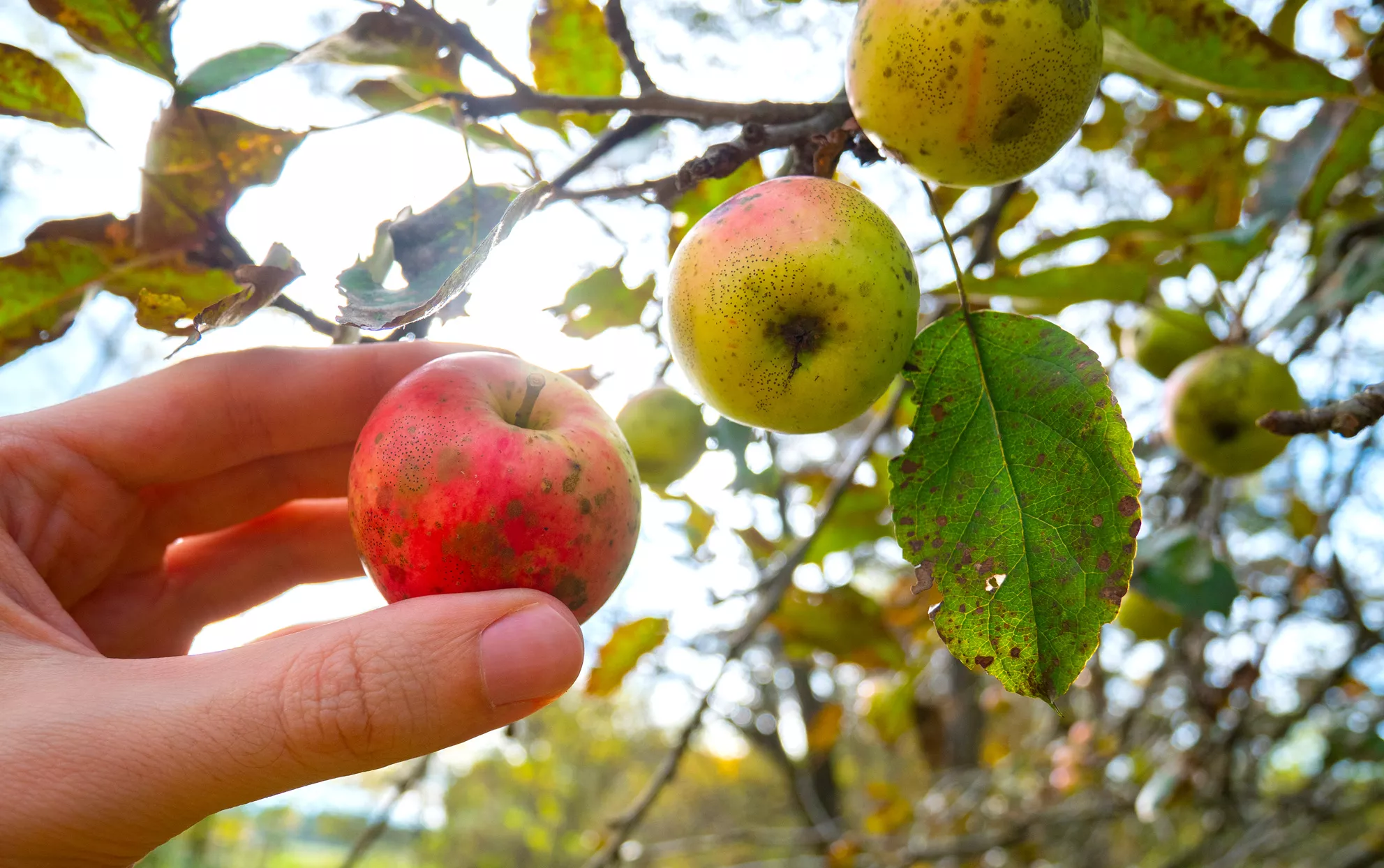 Main ramassant une pomme avec tavelure et oïdium