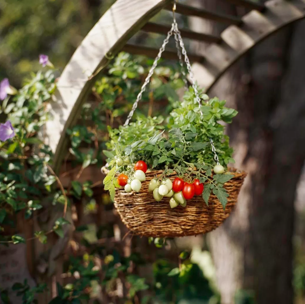 plant de tomate cerise en suspension