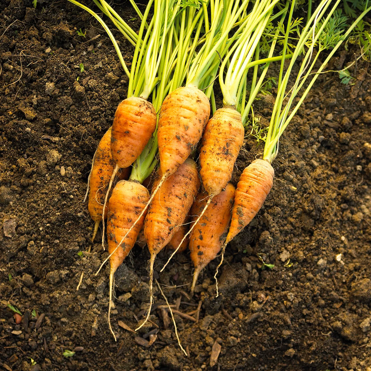 carottes fraîchement récoltées dans la terre