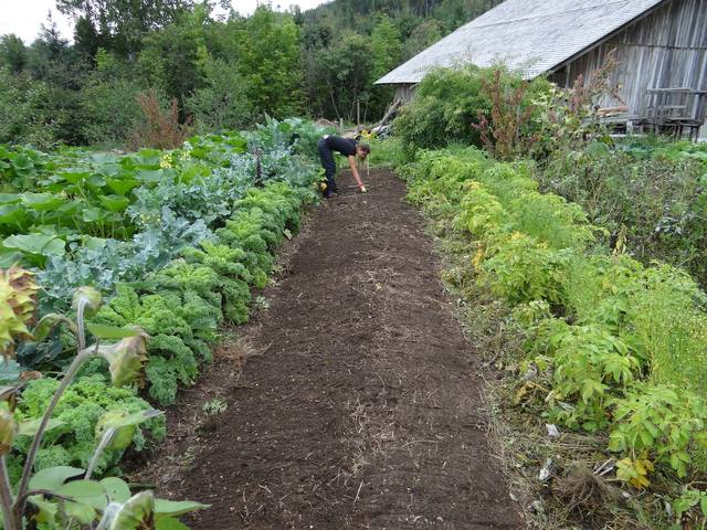 Jardin potager