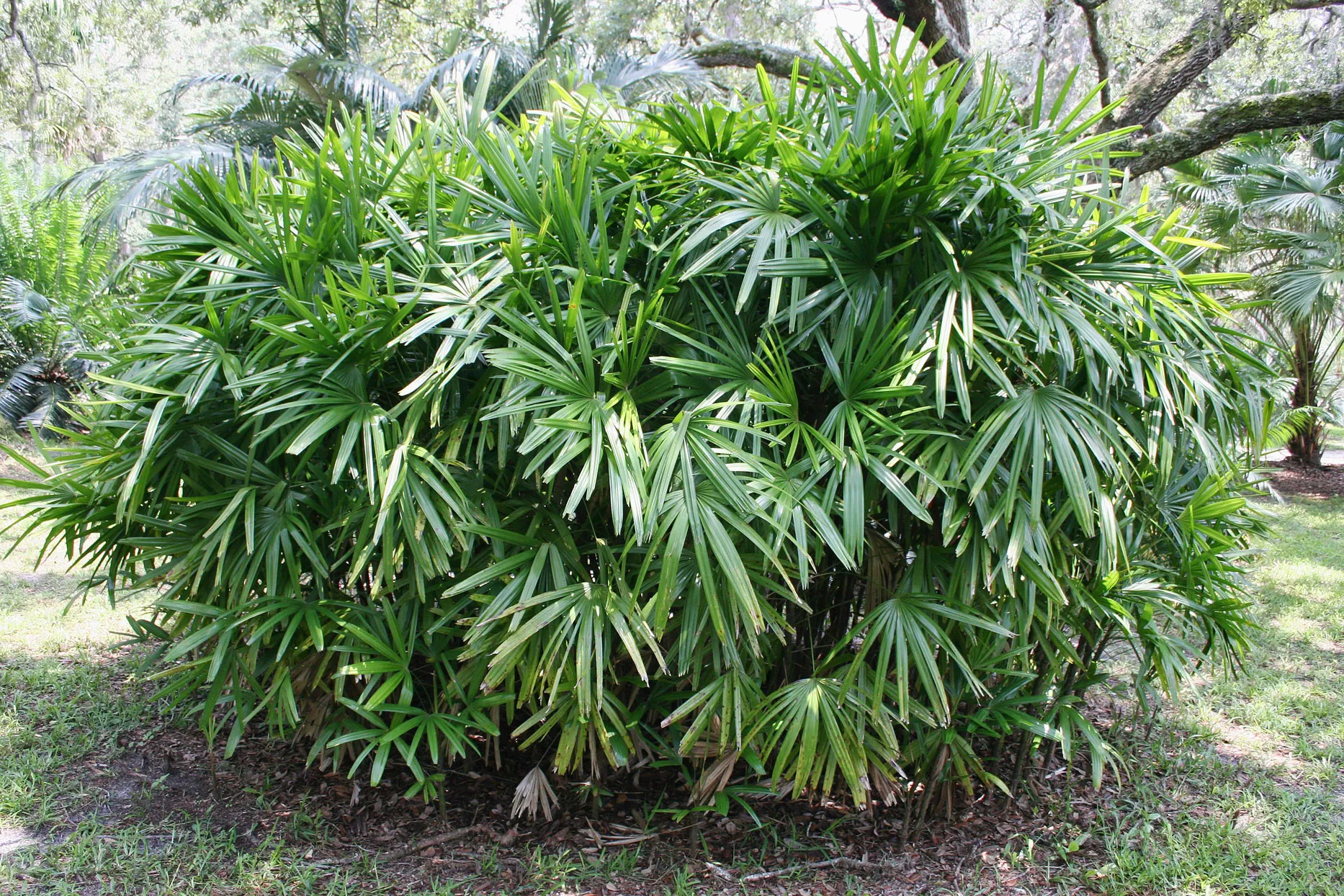 Lady palm