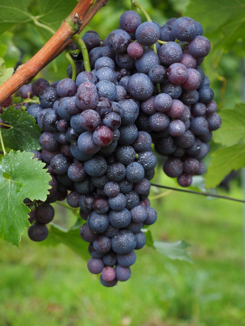 Vigne Alphonse Lavallée Noir - Alti Pep | Pépinière d'Altitude Bio en Permaculture