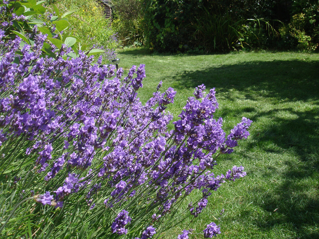 Lavande au jardin