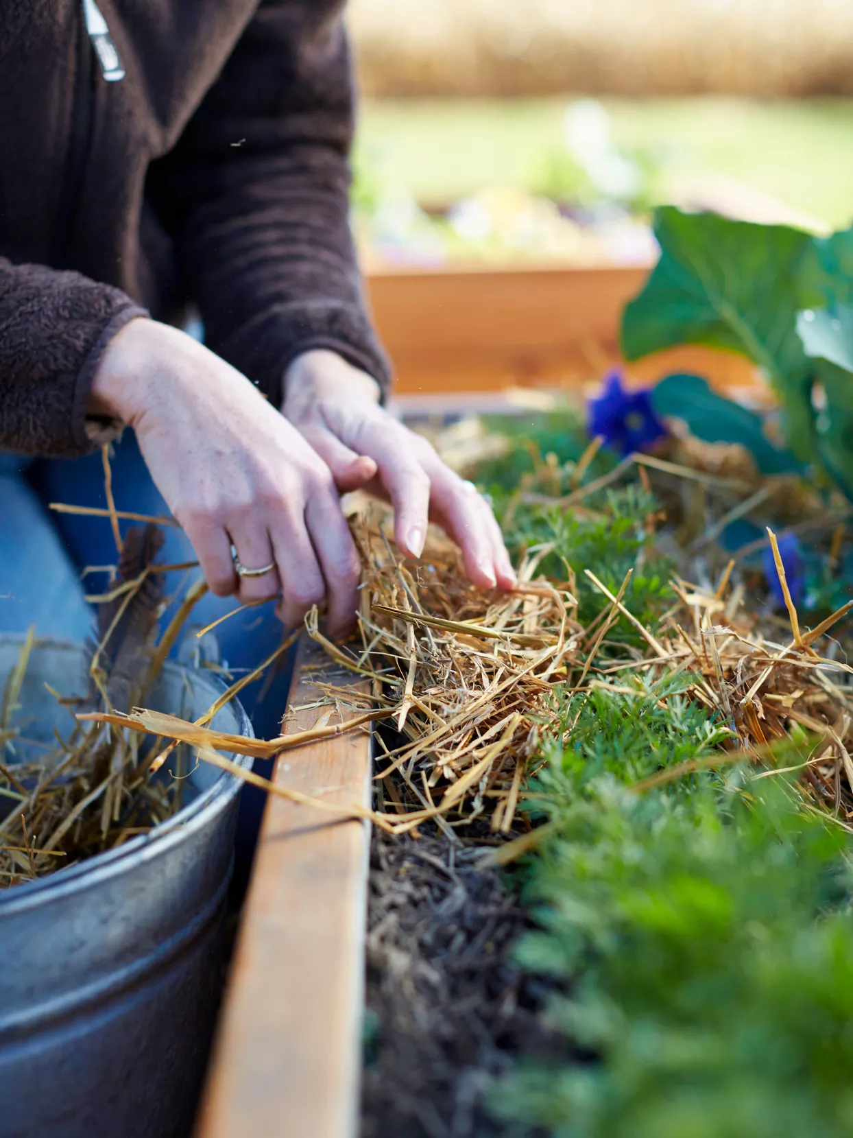 Épandage de paillis autour des plantes vivaces avant l'hiver