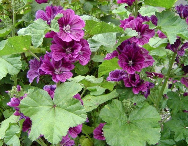 Mauve (Malva sylestris)