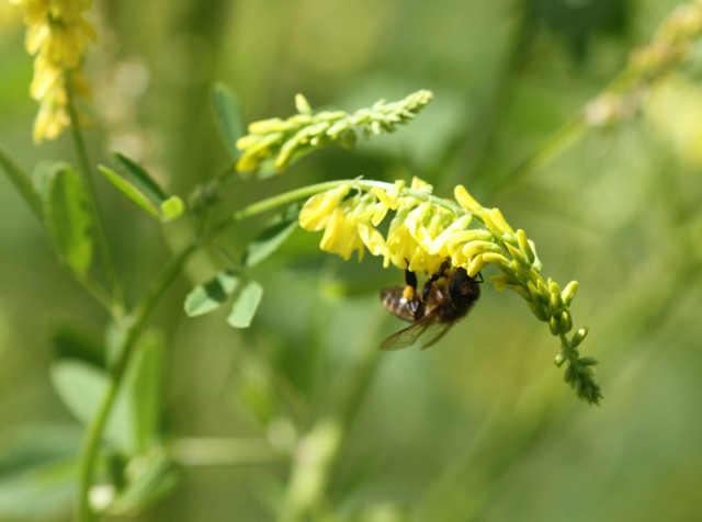 Abeille butinant du mélilot, très mellifère