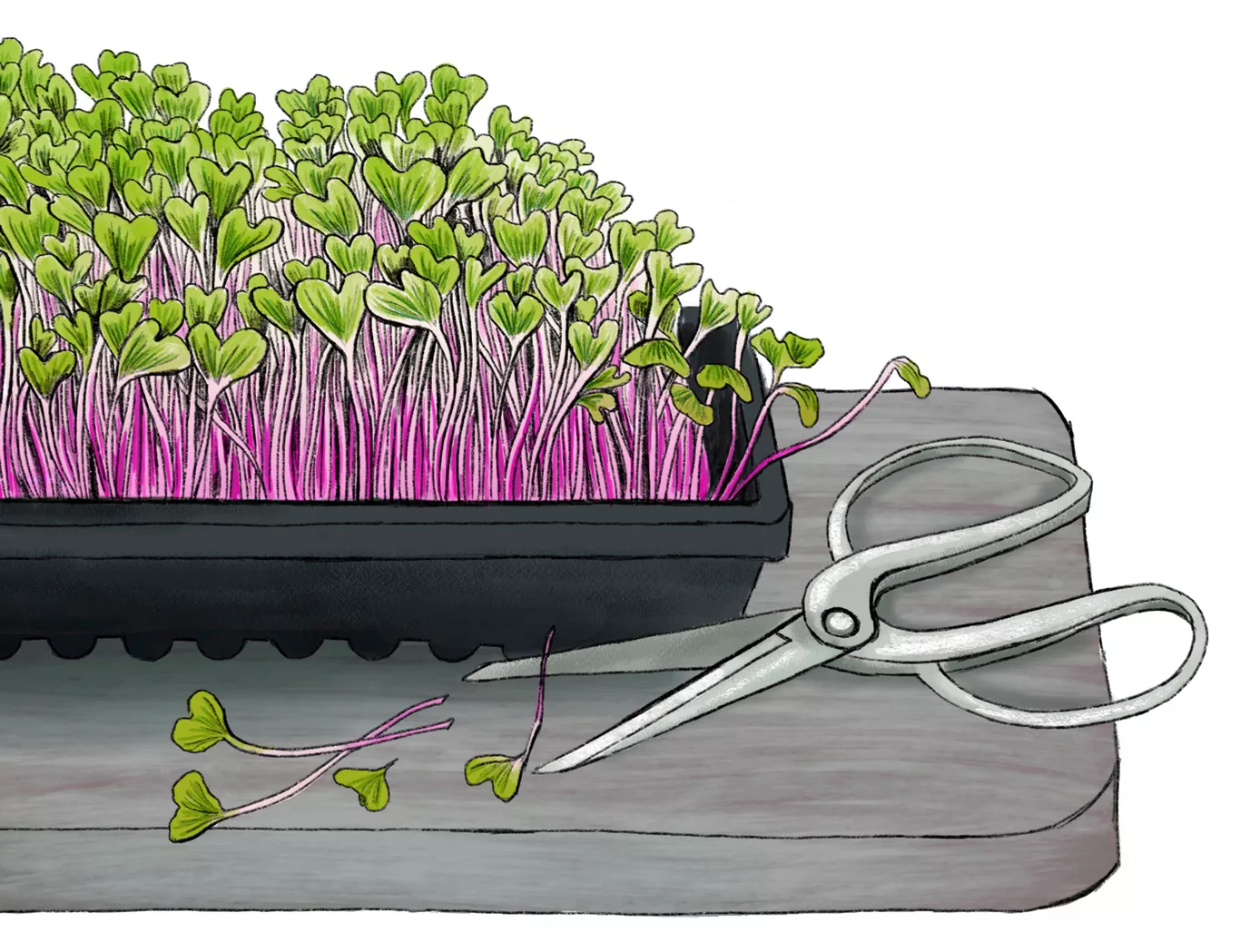 Illustration de microgreens avec des ciseaux